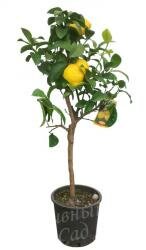 Лимонное дерево (цитрофортунелла)